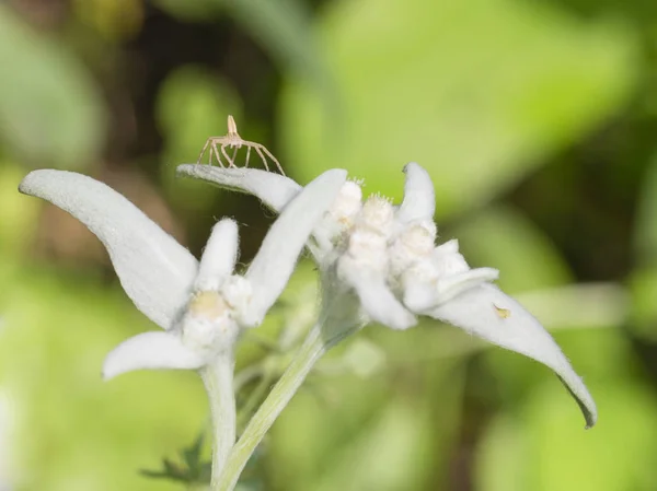 Petite Araignée Brune Sur Fond Vert Clair Moelleux Délicat Edelweiss — Photo