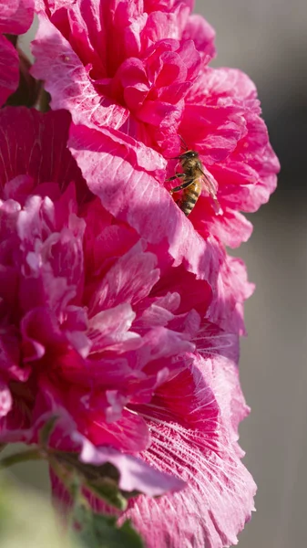 Krásná Chytrá Včela Sedí Růžový Květ Terry Akcií Růže Slunce — Stock fotografie