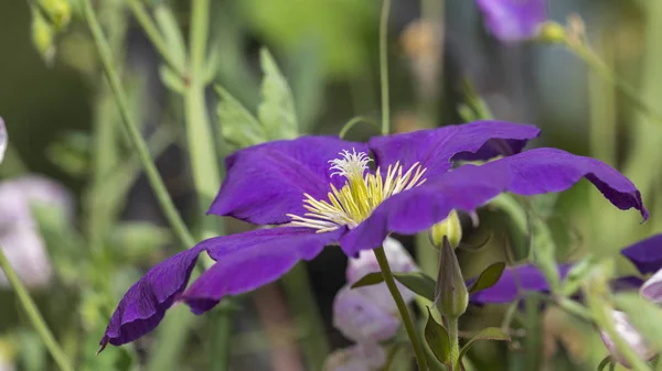緑の背景に夏の庭の真ん中の黄色い美しいライラック紫クレマチスの花 — ストック写真