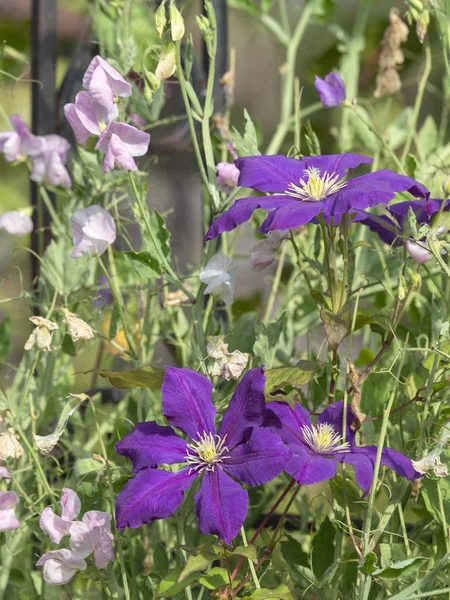 Hermosas Flores Clematis Lila Púrpura Con Cente Amarillo —  Fotos de Stock