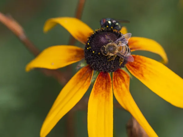 Una Mosca Una Abeja Están Bebiendo Néctar Sobre Una Flor —  Fotos de Stock