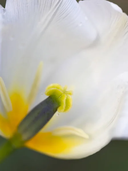 Delicate white tulip with yellow pestle — Stock Photo, Image