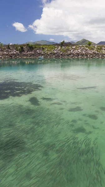 En stor flock av fisk i havet bevattnar — Stockfoto