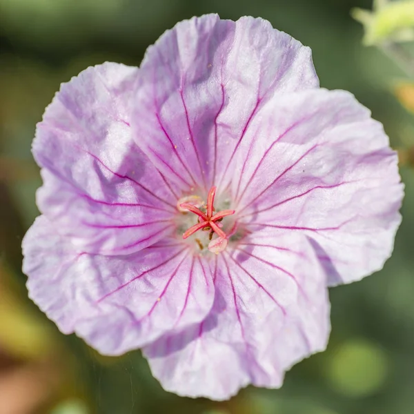 Leuchtend rosa wilde Geranienblüte — Stockfoto