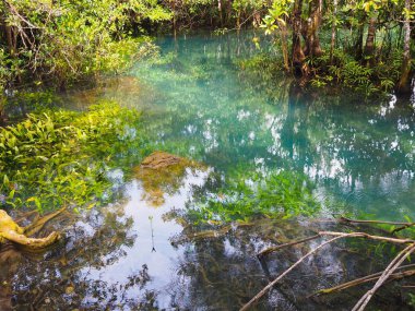 Doğal mavi su birikintisi ile temiz su arasında mangrov ili Krabi, Tayland      