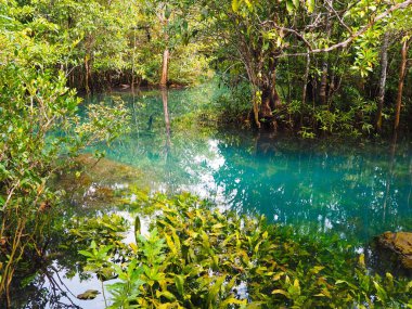 Doğal mavi su birikintisi ile temiz su arasında mangrov ili Krabi, Tayland 
