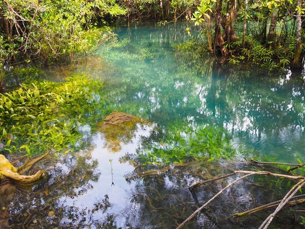 Природный Голубой Пруд Чистой Водой Среди Мангровых Лесов Провинции Краби — стоковое фото