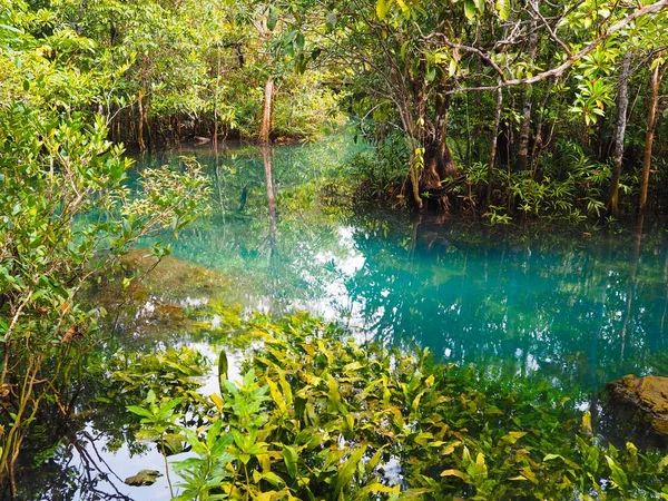 Natural Blue Pond Clear Water Mangrove Krabi Province Thailand — Stock Photo, Image