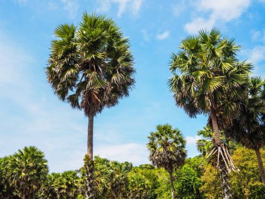 Palmiye ağaç bahçe doğal peyzaj Lanta Island, Krabi, Tayland