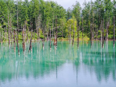 Doğal sahne Biei Mavi Göl, Biei, Japonya'da ünlü seyahat hedef