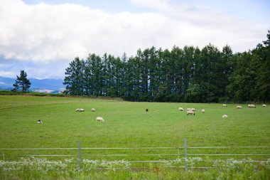 Yeşil manzara sahne çayır ile koyun ve çam ormanı Biei, Hokkaido, Japonya