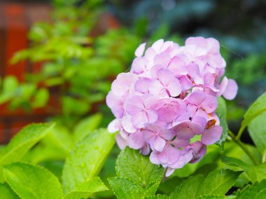 Doğal arka plan için bahçede çiçek açan güzel pembe ortanca çiçek