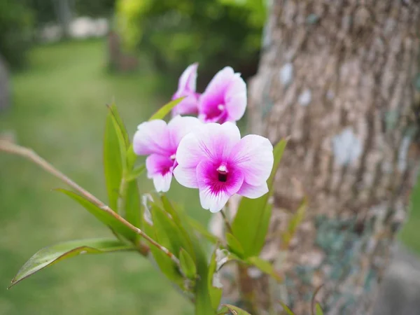 Hermosa Orquídea Tailandesa Creciendo Árbol —  Fotos de Stock