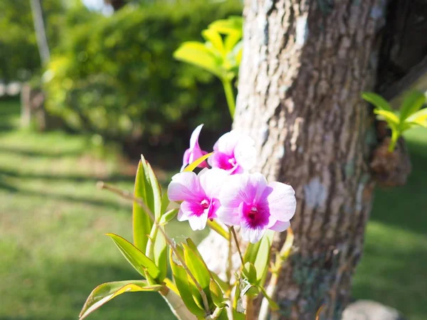 Belle Orchidée Thaïlandaise Poussant Sur Arbre — Photo