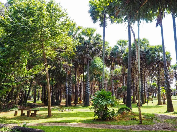 Palmiye Ağaç Bahçe Doğal Peyzaj Lanta Island Krabi Tayland — Stok fotoğraf