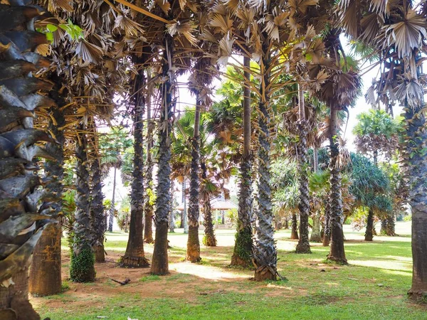 Palmiye Ağaç Bahçe Doğal Peyzaj Lanta Island Krabi Tayland — Stok fotoğraf