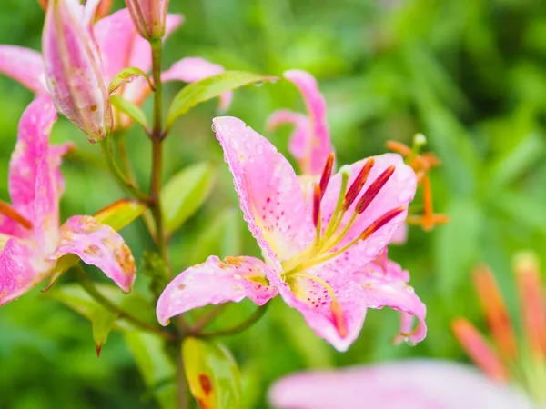 Beautiful Pink Lily Raindrop Garden Green Natural Background — Stock Photo, Image