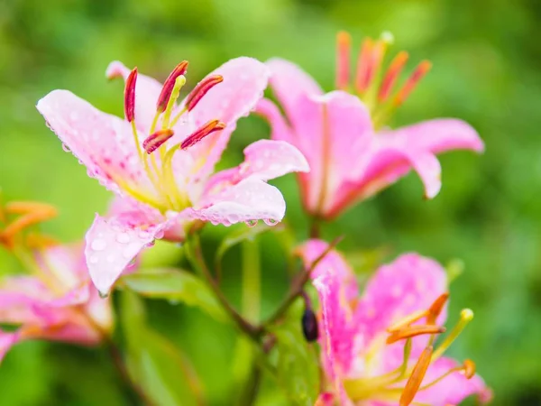 Beautiful Pink Lily Raindrop Garden Green Natural Background — Stock Photo, Image