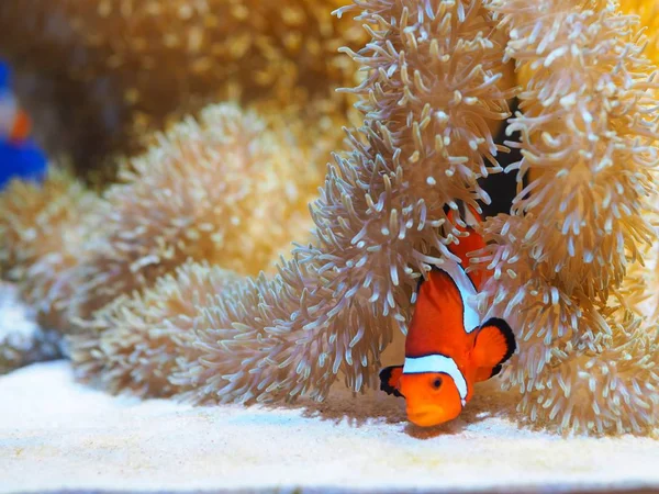 Pesce Colorato Con Corallo Sotto Mare Sfondo — Foto Stock