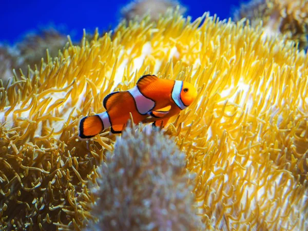 Coloridos Peces Con Coral Bajo Mar Para Fondo — Foto de Stock