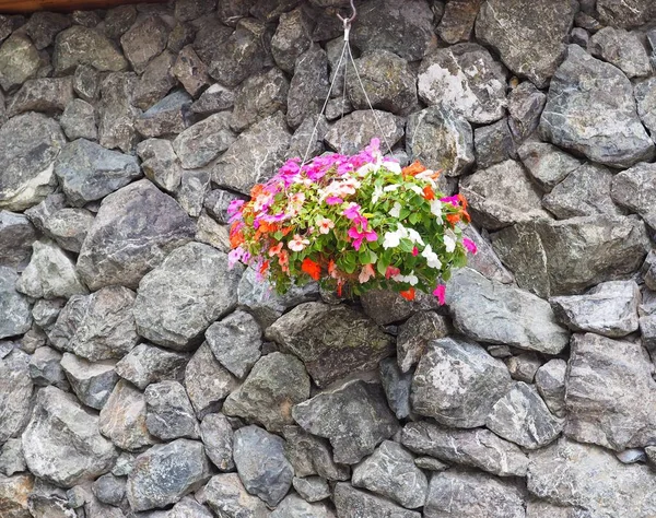 Färgglada Blomkruka Som Hänger Den Grå Bergväggen — Stockfoto