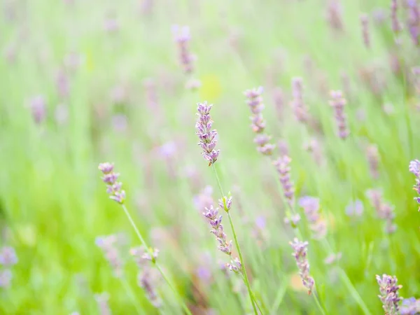 Soft Blurred Background Lavender Field Furano Hokkaido Japan — Stock Photo, Image