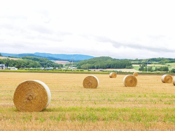 Rice straw bales in the rice field at Hokkaido, Japan