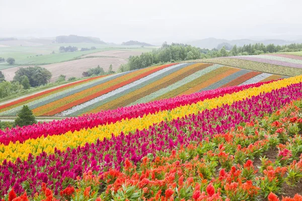 Cama Flores Colorida Verão Furano Hokkaido Japão Belo Fundo Natural — Fotografia de Stock