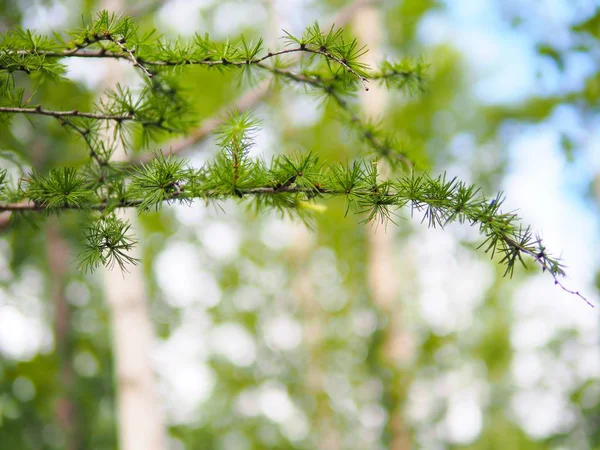 Selektivt Fokus Grön Tall Gren Med Oskärpa Bakgrund Gröna Landskap — Stockfoto