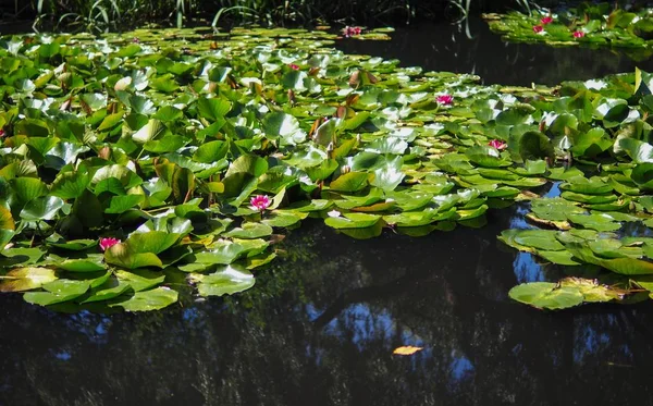 Étang Lotus Dans Jardin Qui Pousse Sur Rivière — Photo