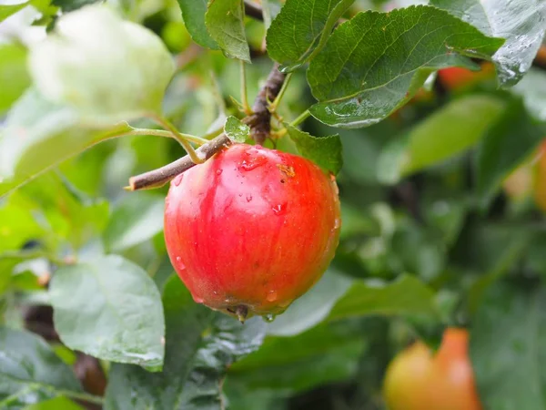 Fruta Maçã Fresca Árvore Com Gota Chuva Fundo Refresco — Fotografia de Stock