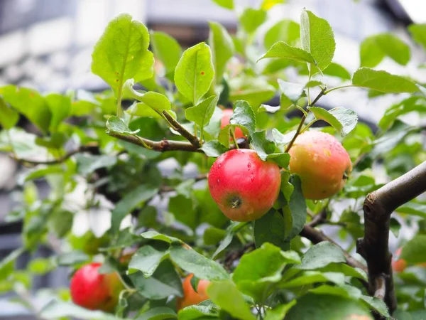 Jabłko Świeże Owoce Drzewie Kropla Deszczu Tle Ochłoda — Zdjęcie stockowe