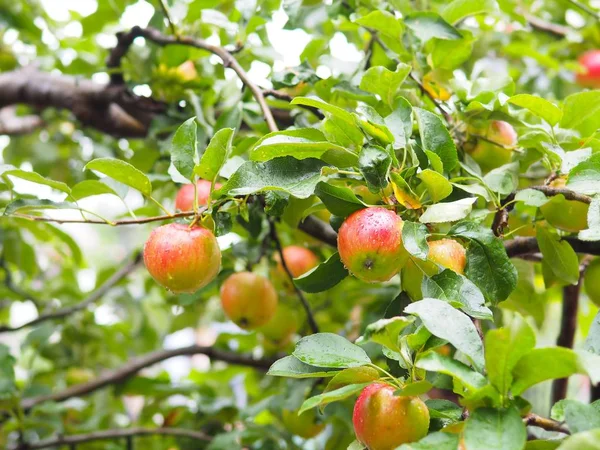 Fruta Maçã Fresca Árvore Com Gota Chuva Fundo Refresco — Fotografia de Stock