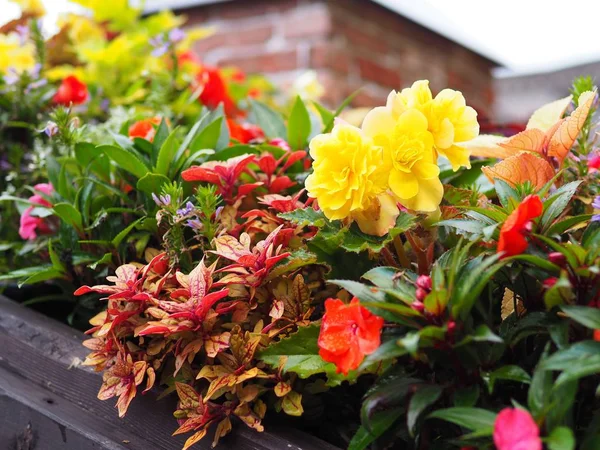 Πολύχρωμο Λουλούδι Αυξάνεται Στη Βεράντα Για Διακόσμηση Σπιτιού — Φωτογραφία Αρχείου