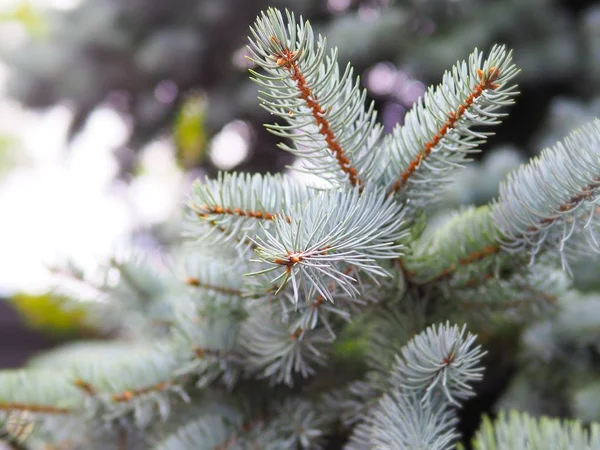 Branche Pin Gris Sur Arbre Foyer Sélectif Pour Fond Naturel — Photo