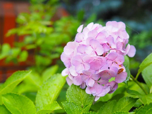 Hermosa Flor Hortensia Rosa Floreciendo Jardín Para Fondo Natural — Foto de Stock