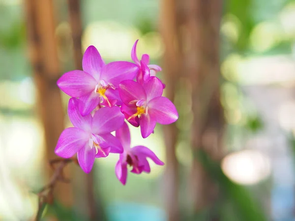 Розово Фиолетовая Молотая Орхидея Размытом Фоне — стоковое фото