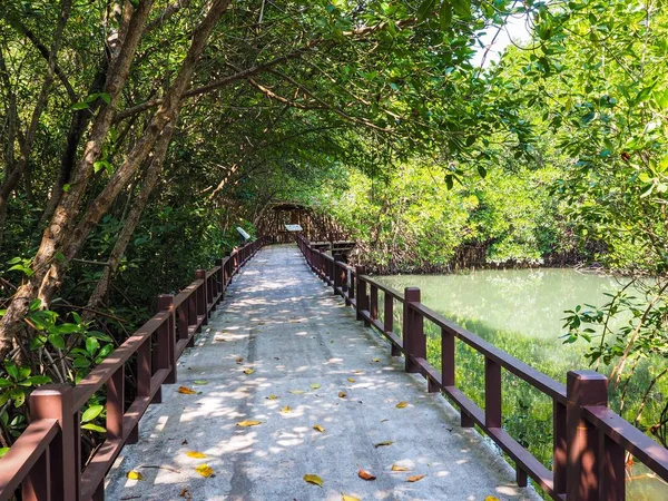 Chemin Randonnée Pour Voir Mangrove Région Tropicale Pranburi Province Prachuapkhiri — Photo