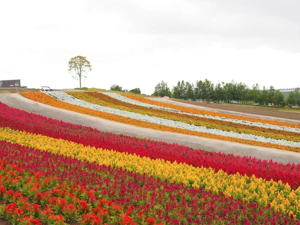 Színes Virág Ágy Nyarán Furano Hokkaido Japán Gyönyörű Természeti Háttér Stock Kép