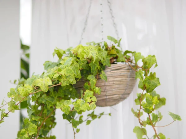 Planta Hiedra Verde Maceta Colgante Madera Para Decoración Del Hogar Fotos de stock libres de derechos