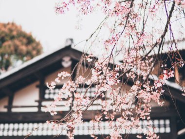 Japonya'nın ilkbahar sezonunda kiraz çiçeği (Sakura) yumuşak ve bulanık vintage. Iwakuni şehrindoğal arka plan bahar çekim.