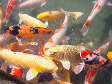 Korakuen Park, Okayama şehir, Japonya 'da gölette sazan balığı renkli
