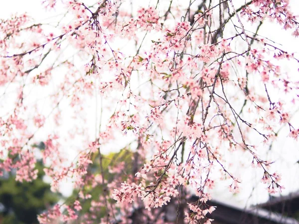 Vintage Suave Borroso Flor Cerezo Sakura Temporada Primavera Japón Fondo —  Fotos de Stock