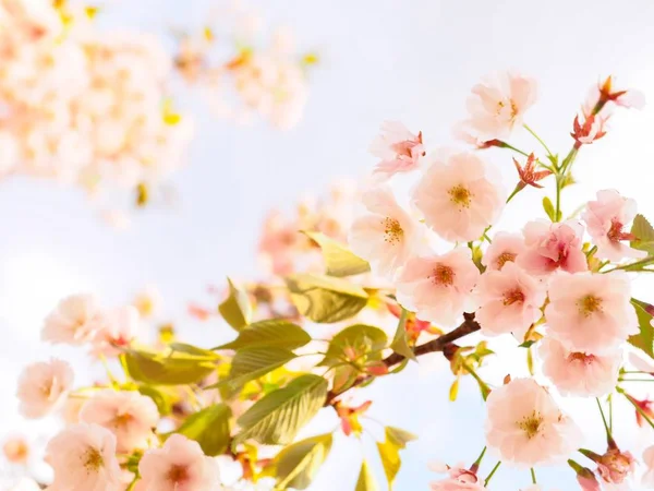 Belle Fleur Cerisier Sakura Printemps Ville Okayama Japon Parc Château — Photo
