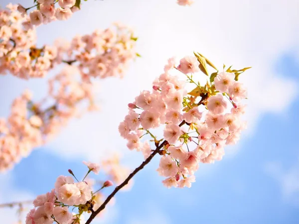 Вишня Цвітіння Сакура Цвітіння Весняний Сезон Японії Проти Синього Неба — стокове фото