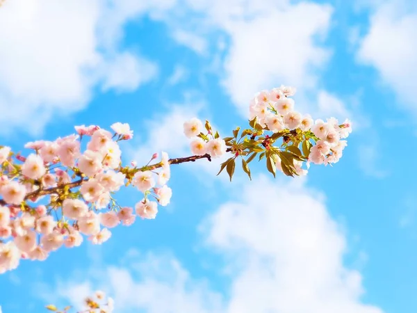 Kirschblüte Sakura Blüht Der Frühlingssaison Von Japan Vor Blauem Himmel — Stockfoto