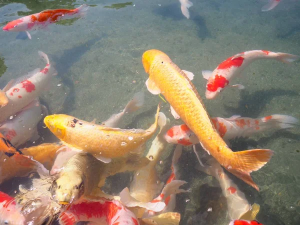 日本冈山市科拉库恩公园池塘里的鲤鱼五颜六色 — 图库照片