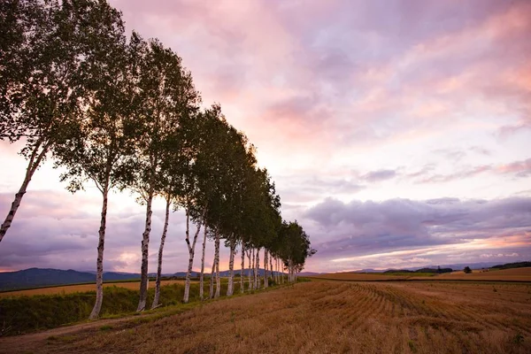 Bela Vista Panorâmica Pôr Sol Pinheiro Prado Biei Hokkaido Japão — Fotografia de Stock