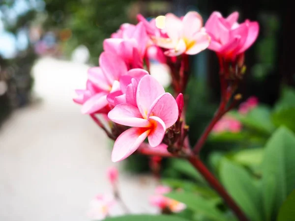在花园里的树上的粉红色弗兰吉帕尼花的背景 — 图库照片