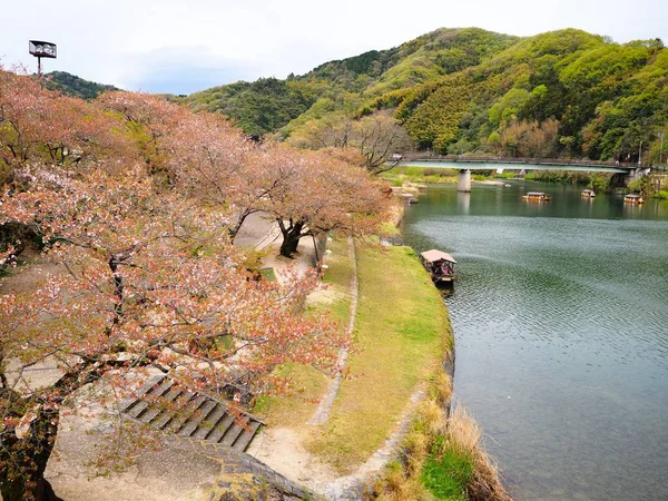 日本岩国春季河边的日本花园樱花树 — 图库照片